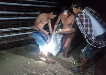 3 Ular Piton Pekan ini Masuk di Menro Pinrang.Waspada Susulannya, karena…