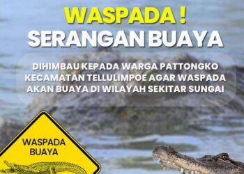 Diskominfosandi Sinjai Merilis Imbauan Bupati Fahsul Falah : Waspada Serangan Buaya