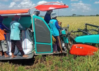 Program Budidaya Pertanian Bulog Sidrap Suksel Hasilkan Panen Melimpah di Kanie: Satu Hektare Capai 9 Ton