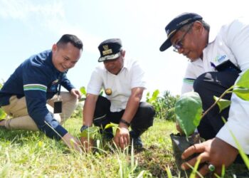 Pj Gubernur Sulbar Tanam Sukun di Majene da Polman