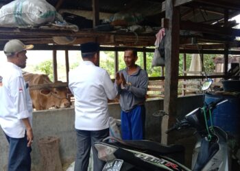 Kunjungi Peternak Sapi di Watang Bacukiki, Warga Curhat ke MZ Soal Minimnya Bantuan Pemerintah