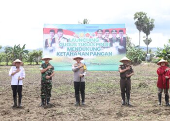 Kapolres, Kajari, Dandim, Pj. Bupati dan Masyarakat Hadiri Launching Ketahanan Pangan Nasional Via Daring dilanjutkan Penanaman Jagung di Desa Buae Kabupaten Sidrap