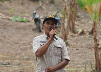 Kompak, Forkopimda Sidrap Tanam Jagung dan Nilam di Pitu Riase