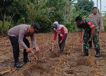 Dukung Petani Lokal, Kapolsek Baranti Gelar Tanam Jagung Bersama Forkopimcam