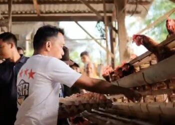 Dorong Pertumbuhan Sektor Peternakan, Bupati Sidrap Terpilih Kunjungi Peternak Ayam di Allakuang dan Tanete