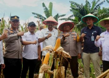 Panen Raya Jagung Dihadiri Plh.Sekda Barru