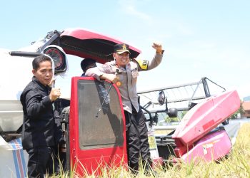 Panen Raya Sidrap Melesat! Sawah Tadah Hujan Tembus 7,8 Ton per Hektar