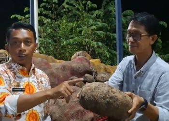 Dulu Diremehkan, Komoditi Porang Sidrap Kini Tembus Pasar Ekspor