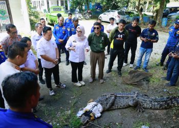 Buaya Ditangkap Tim Damkar Barru, Bupati Andi Ina Serahkan ke KSDA Sulsel