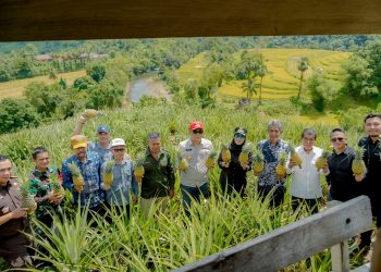 Panen Nenas Bupati Barru Bersama Wabup, di Desa Jangan Jangan