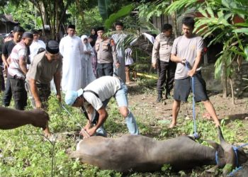 Kapolres Enrekang Pimpin Penyembelihan 9 Hewan Kurban dalam Rangka Idul Adha 1446 H