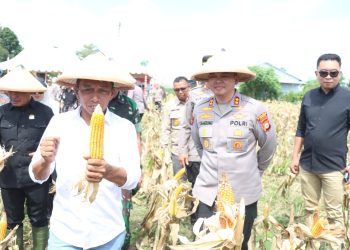 Sinergi Kapolres, Bupati, dan Forkopimda Sidrap Sukseskan Panen Raya Virtual Bersama Presiden