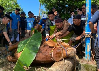 Bupati Sidrap Hadiri Penyembelihan Sapi Kurban Bantuan Presiden Prabowo