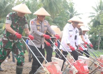 Polres dan Pemkab Sidrap Gelar Penanaman Jagung Serentak, Dukung Swasembada Pangan
