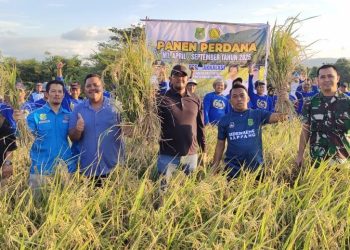 Bupati Sidrap dan Dandim Panen Perdana di Takkalasi, Siapkan Dukungan untuk Musim Tanam Ketiga