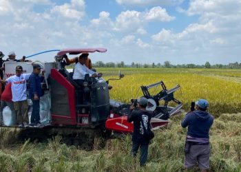 Panen Raya di Kanyuara, Syaharuddin Paparkan Program Listrik Masuk Sawah