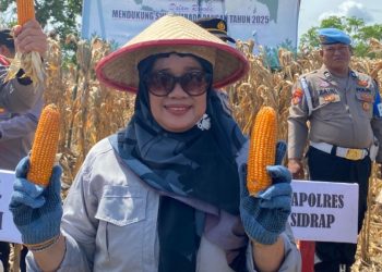 Sidrap Teguhkan Ketahanan Pangan Nasional lewat Panen Raya Jagung Kuartal III