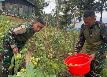 Dukung Ketahanan Pangan, Satgas Yonif 521/DY Manfaatkan Lahan Kosong di Sekitaran Pos