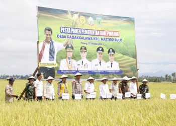 Pappadendang Warnai Pesta Panen, dihadiri Gubernur Sulsel dan Kapolres Pinrang