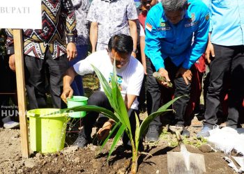 Kembangkan Kelapa Genjah Pandan Wangi, Bupati Sidrap  Lakukan Penanaman Perdana