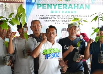 Pemkab Sidrap Salurkan 70 Ribu Bibit Kakao untuk Tingkatkan Kesejahteraan Petani