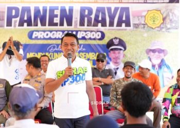 Dari Bulo Panca Rijang, IP 300 Sidrap Tunjukkan Hasil Nyata