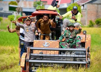 Wujud Sinergi, Kapolres Sidrap Bersama Forkopimda Terjun Langsung Panen Padi IP 300