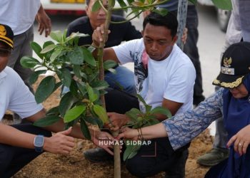 Jalan Baru Depan SKPD Sidrap Dihijaukan dengan Ratusan Tanaman Alpukat