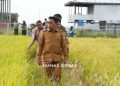 Panen Padi Awal Tahun, Sidrap Terus Jaga Produktivitas Pertanian