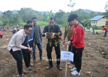 Bupati dan Wabup Sidrap Tanam Alpukat di Desa Lombo, Dorong Hortikultura Unggulan