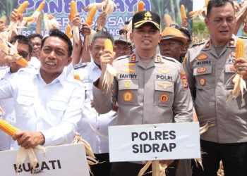 Wujud Kolaborasi, Kapolres Sidrap Bersama Forkompimda Pimpin Langsung Tanam dan Panen Jagung di Desa Mattirotasi