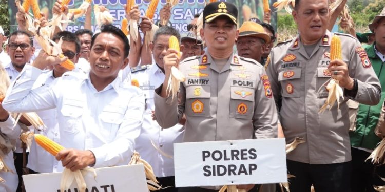 Wujud Kolaborasi, Kapolres Sidrap Bersama Forkompimda Pimpin Langsung Tanam dan Panen Jagung di Desa Mattirotasi