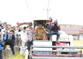 Panen Raya di Bila Riase, Bupati Sidrap Dorong Modernisasi Pertanian Demi Peningkatan Produksi dan Kesejahteraan Petani