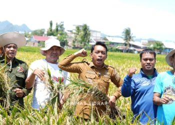Puasa Tak Surutkan Semangat Panen Raya di Lautang Benteng, Hasil Capai 9–10 Ton per Hektare