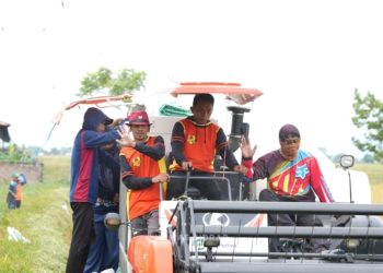 Bupati Panen Padi di Bulo, Produksi Naik Pendapatan Petani Meningkat