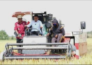 Petani di Sidrap Mampu Hasilkan Rp11 Juta Lebih Sebulan? Ini Buktinya…